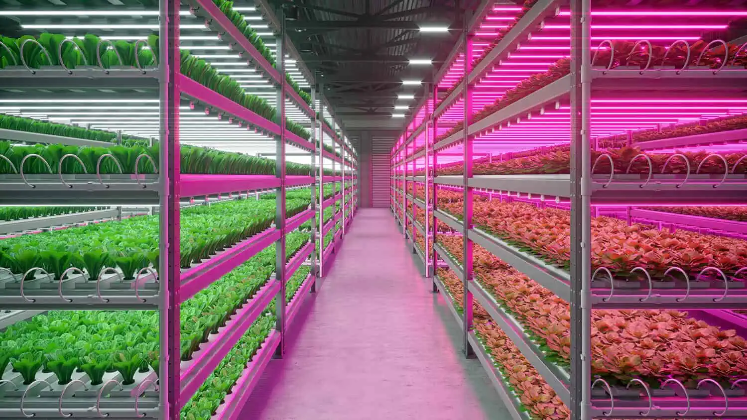 LED grow light