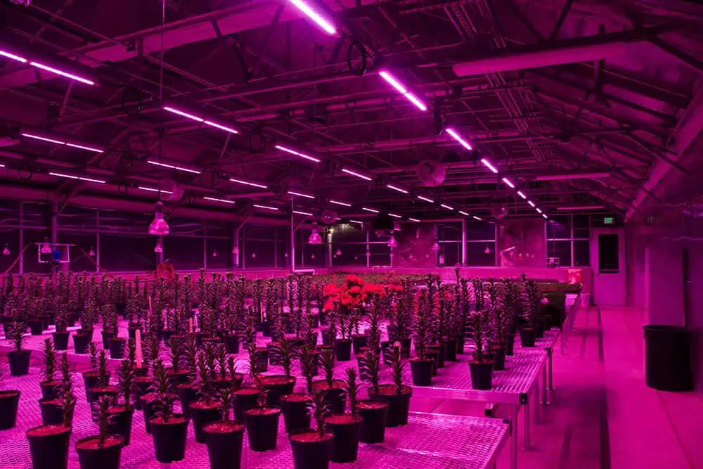 полный спектр света для выращивания растений