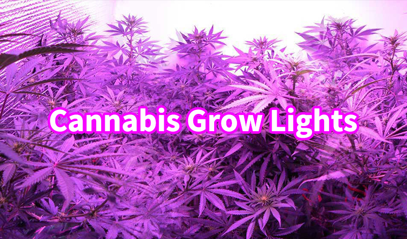 2020 Best Interior LED Grow Lights Guide