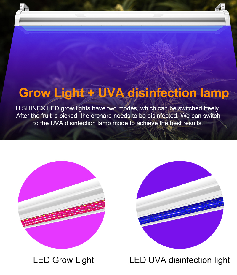 Grow Light + UVA disinfection lamp