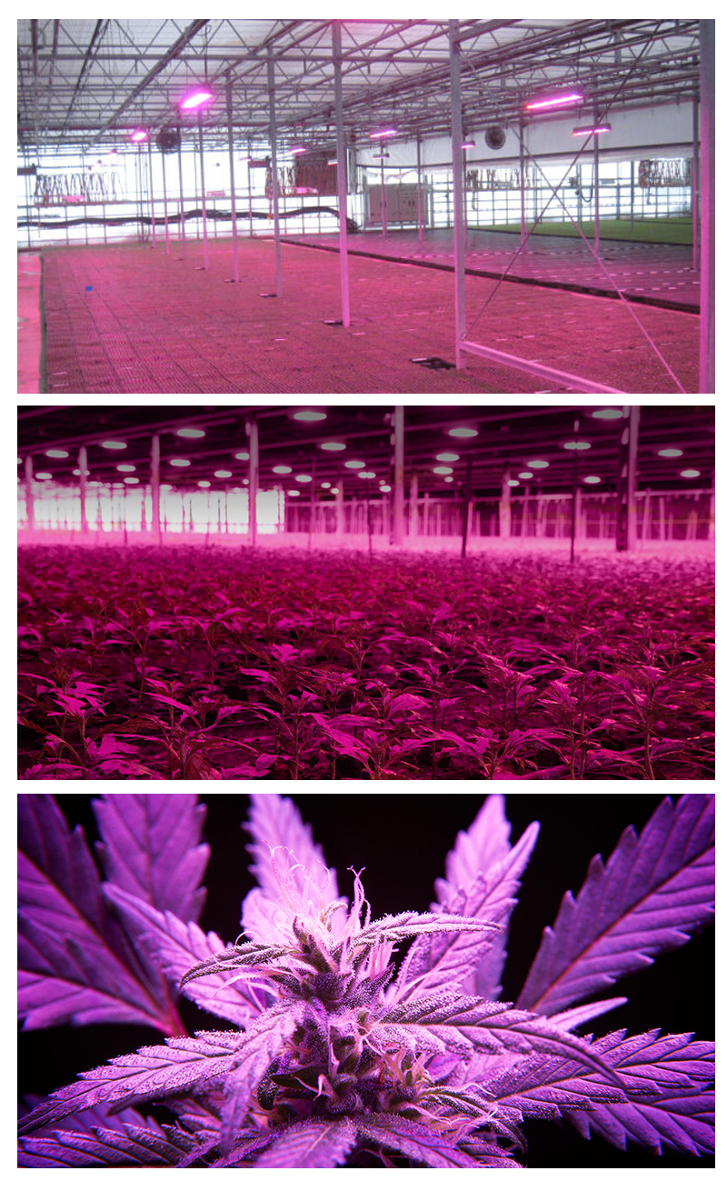 Fullspectrum LED plant growth light Support fast link and dimmable