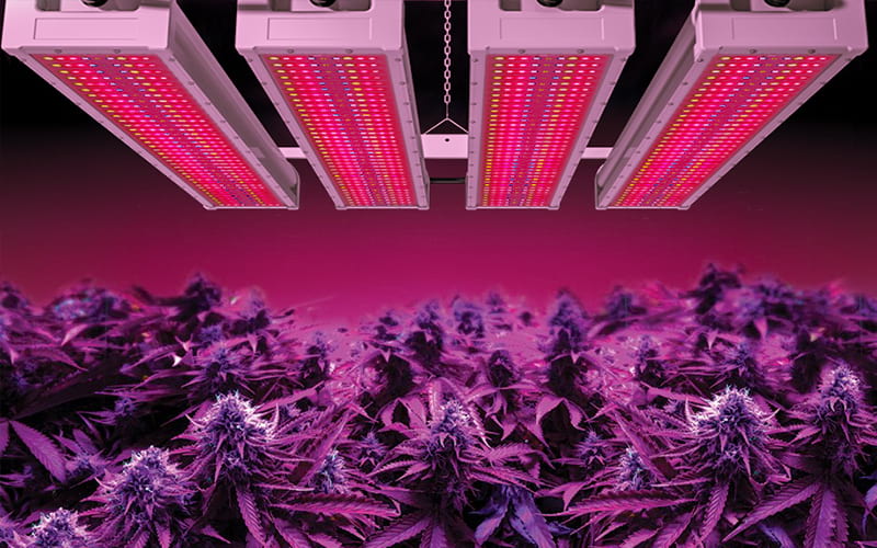 Indoor LED Grow Lights Guide