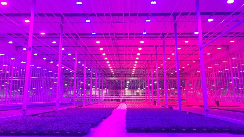 Лучшие светодиодные лампы для выращивания растений полного спектра