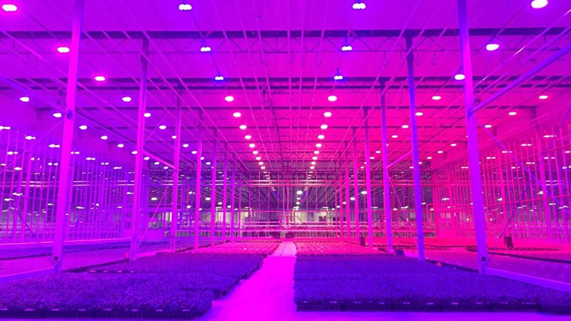 Best Full-spectrum LED Grow lights