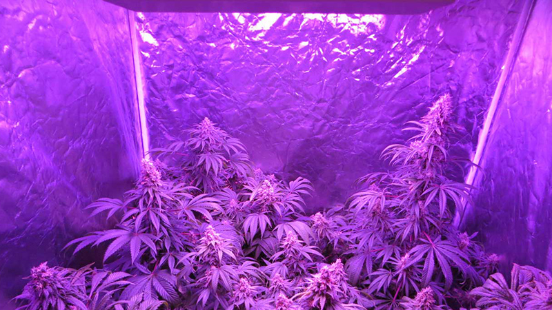 Why use LED grow lights