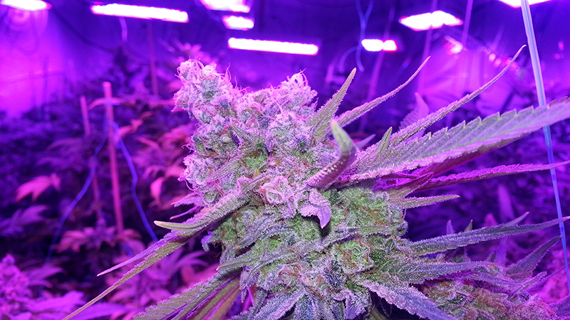 Benefits of LED grow lighting