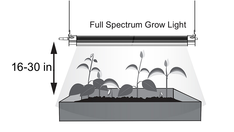 Recommended distance from light to plant