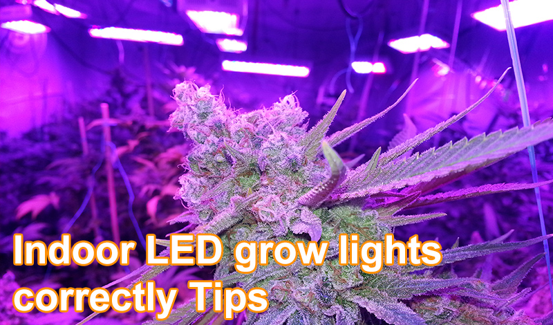 Indoor LED grow lights correctly Tips