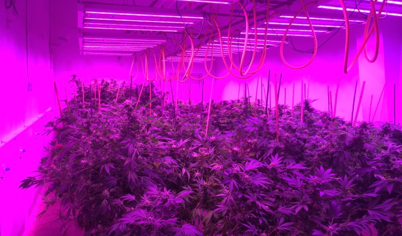 How does LED Grow Light affect the growth rate of cannabis?