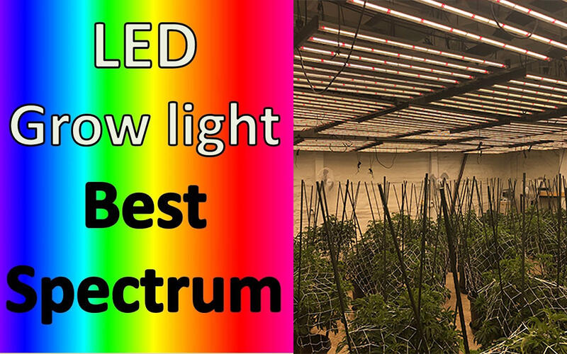 What is Plant Growth Lamp ?