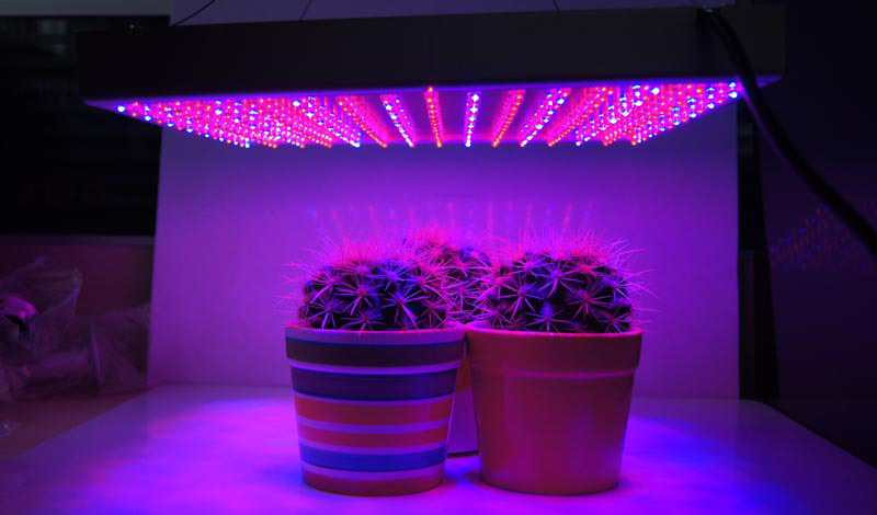 Почему светодиодный светильник для выращивания растений лучше?