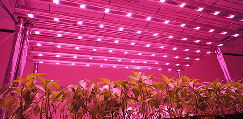 Why do professional indoor growers choice led grow light