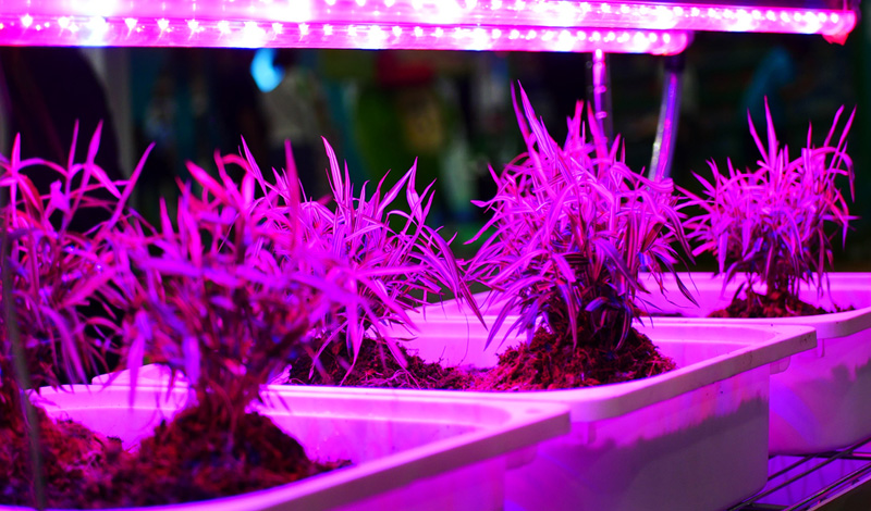 Why do professional indoor growers choice LED Grow Light?