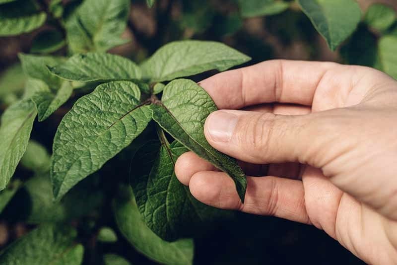 How to grow vegetables indoors without the sun