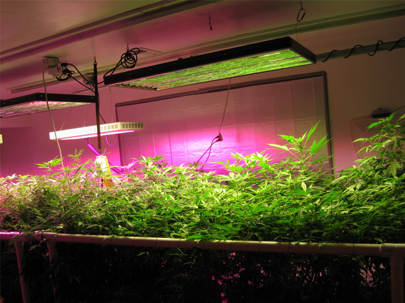 led grow light using