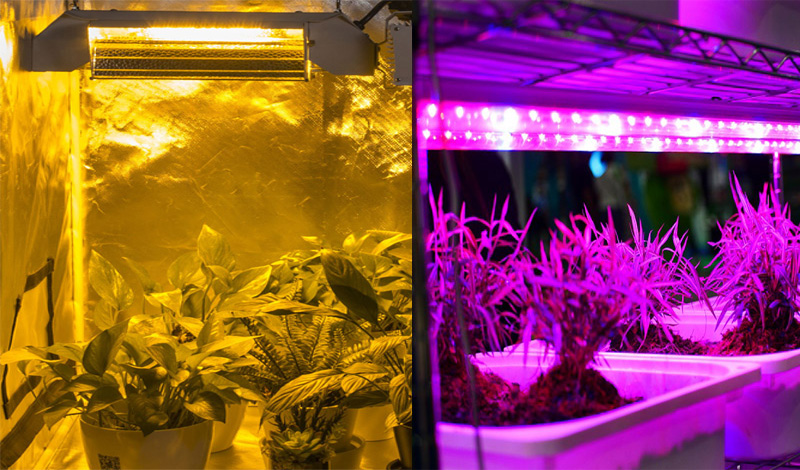Светодиодный светильник для выращивания растений лучше, чем HPS?