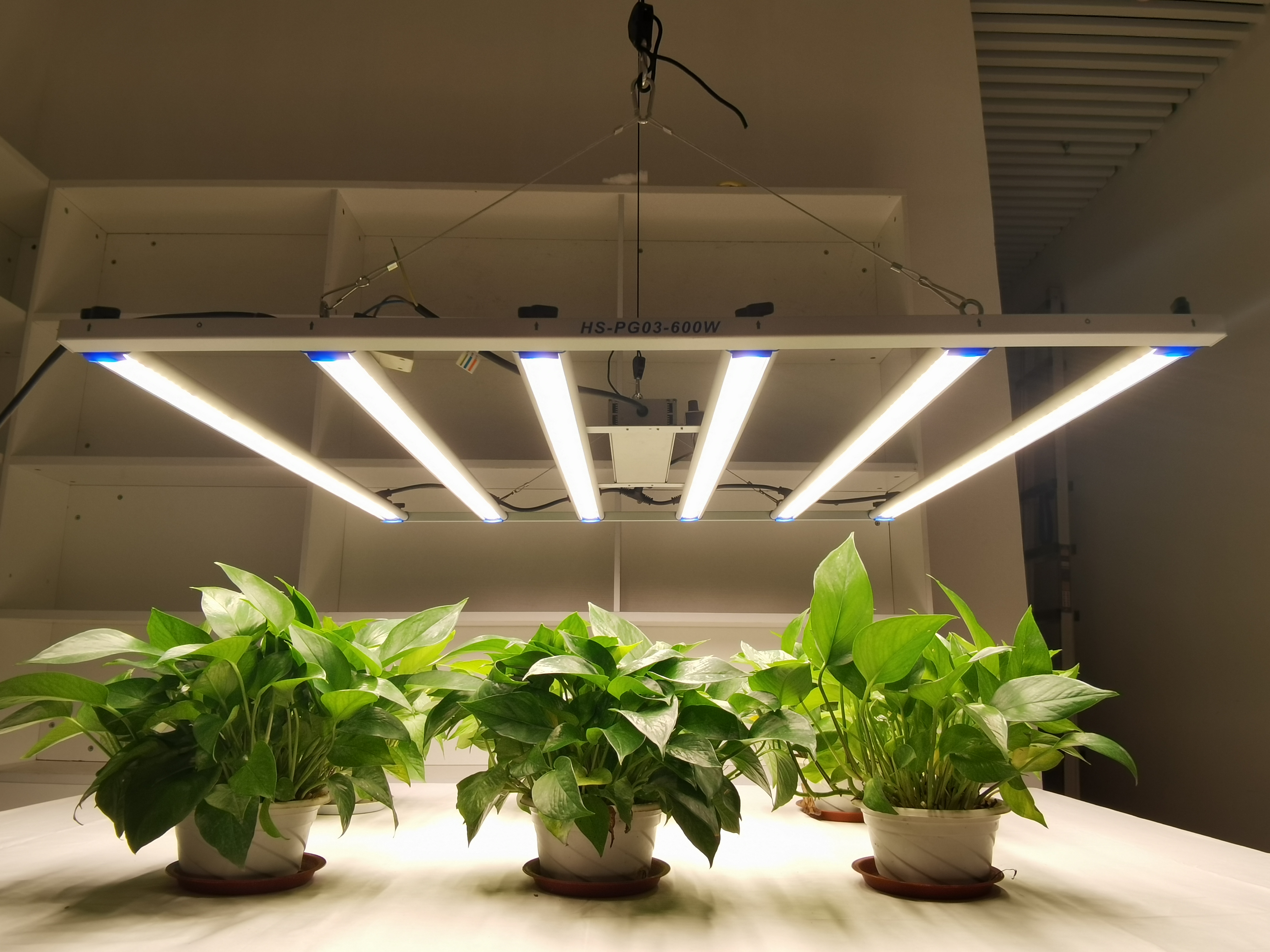 Роль света в росте растений, как свет влияет на рост растений？