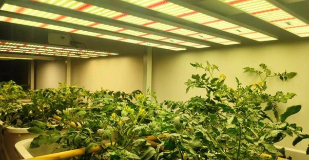 led grow lights