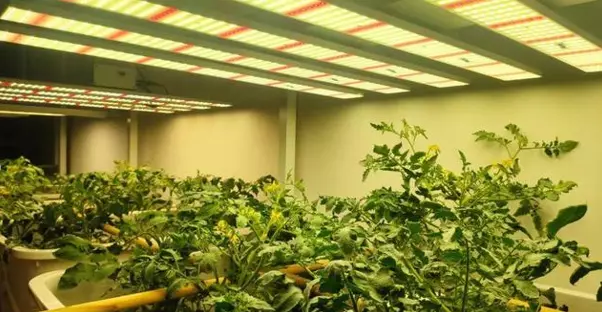 What size LED grow light to choose?
