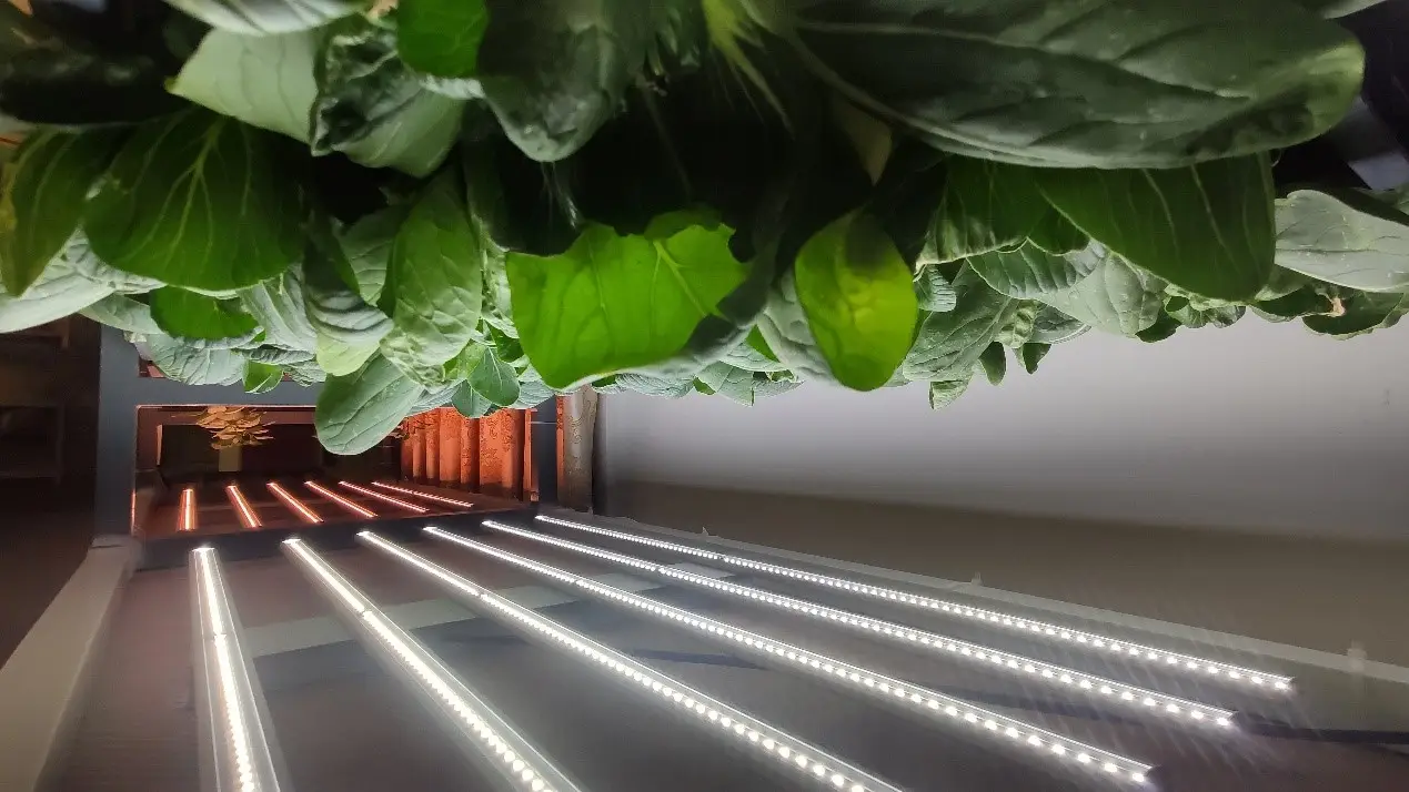 led grow lights