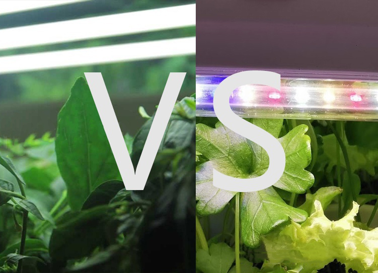 Is it better to choose full spectrum or red and blue spectrum for grow lights?