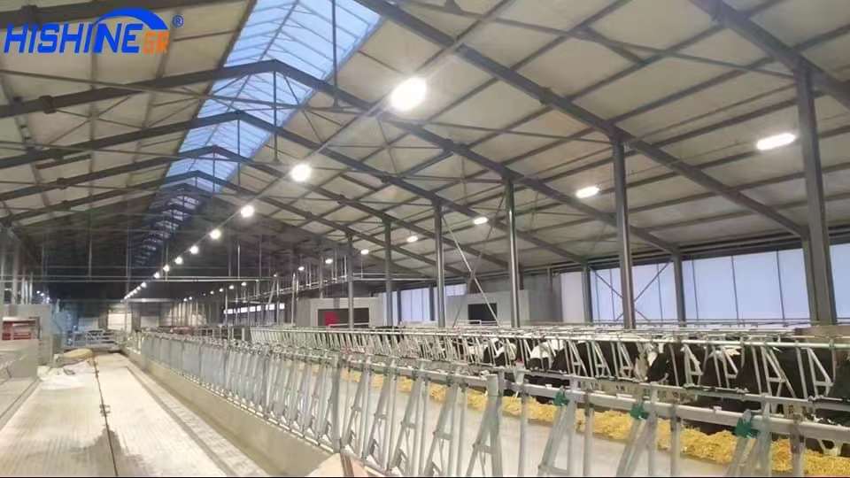 Can LED lighting improve cow milk production? This is a fact!