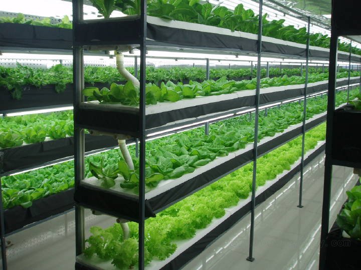 Special research on LED plant fill light to promote plant growth