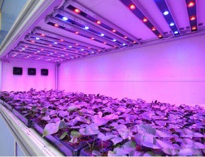 The effect of LED plant fill light on plant growth and development