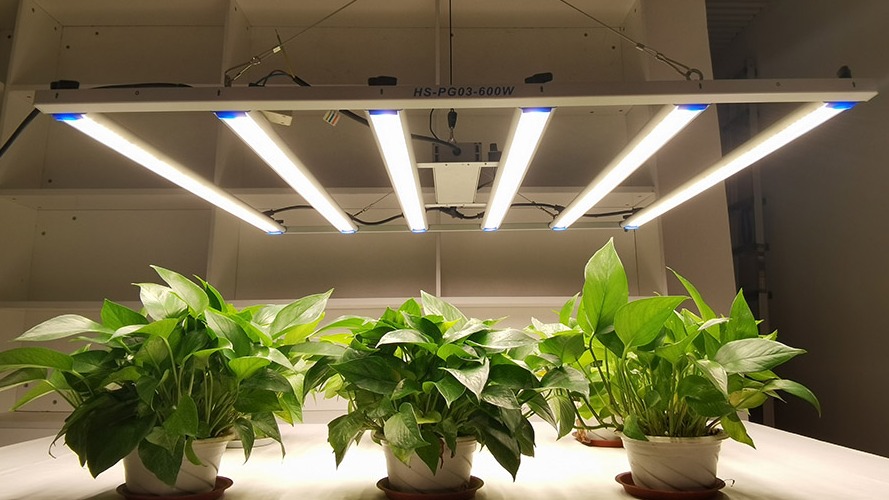 What Are LED Grow Lights And Their Pros And Cons?